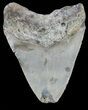 Serrated, Megalodon Tooth - North Carolina #54904-2